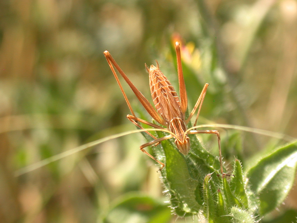 Tylopsis liliifolia